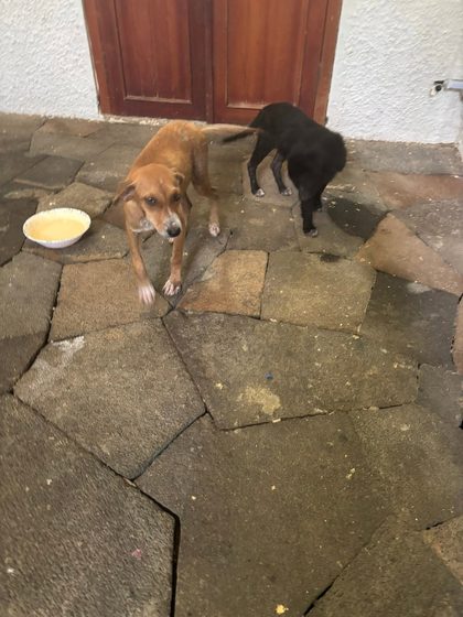 Molly and Mable Find Their Forever Homes