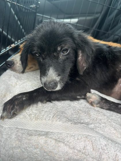 Molly and Mable Find Their Forever Homes