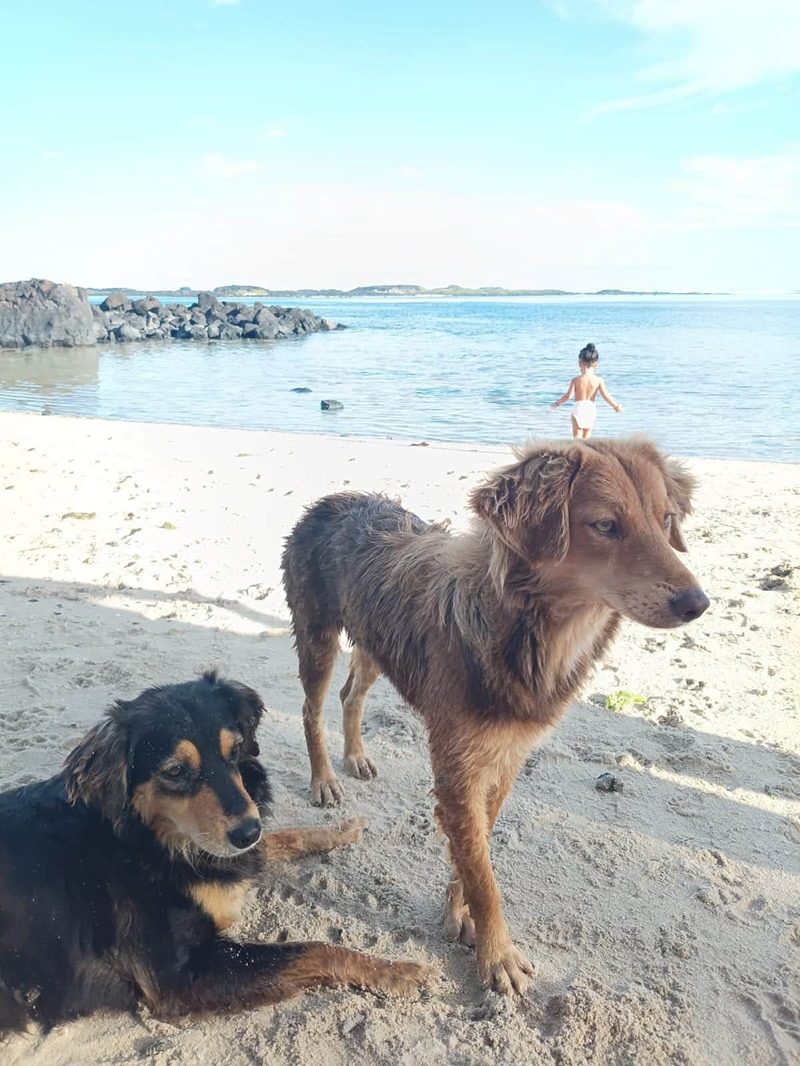 A fluffy ginger dog stands beside a black and tan dog lying on the sand, with the lagoon and rocks behind them