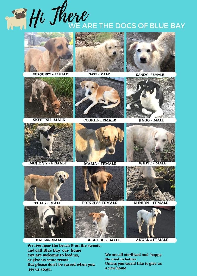 Grid of 15 named dogs of Blue Bay, each labeled with name and sex, standing or lying outdoors