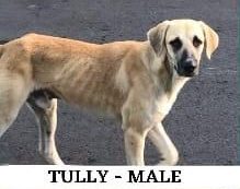 Tan short-haired dog standing on pavement, text below reads "Tully - Male