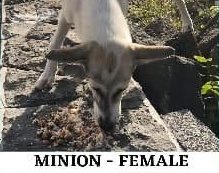 Tan and white dog sniffing food on rocky ground, labeled Minion - Female