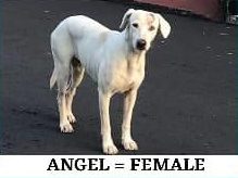 White dog with tan ears standing on pavement, text below reads "Angel = Female