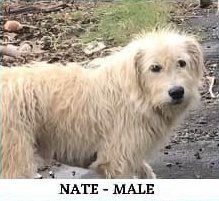 Shaggy tan and white dog standing outdoors with text overlay reading "Nate - Male