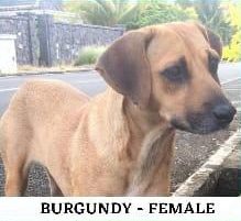 Tan short-haired dog standing on a paved street, labeled Burgundy - Female