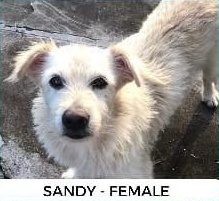 White wiry-haired terrier mix standing on concrete, text overlay reads "Sandy - Female