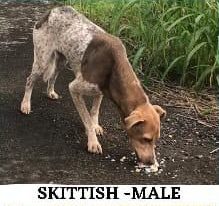 Brown and white speckled dog eating food off a paved path outdoors