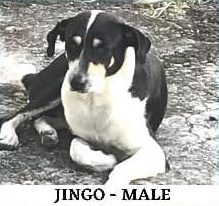 Black and white dog lying on the ground with text reading "Jingo - Male