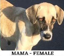Tan and white dog with floppy ears standing on pavement, caption reads "Mama - Female