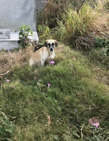 Mama, a tan dog with a dark muzzle, sits in long grass among pink flowers and looks straight at the camera