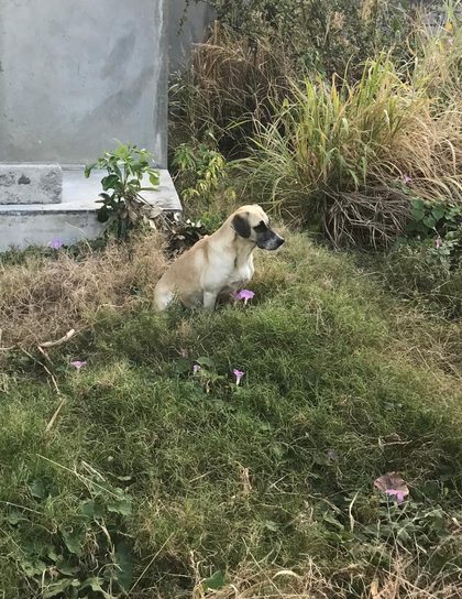 Mama sitting among the pink flowers in the grass, looking away to the side