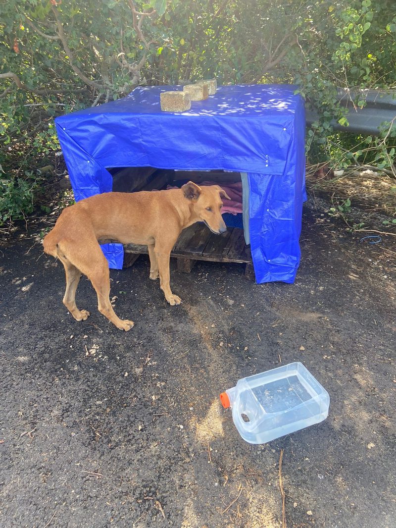 A tan stray dog stands in front of a roadside shelter made from wooden pallets and a blue tarp, with a water container on the ground