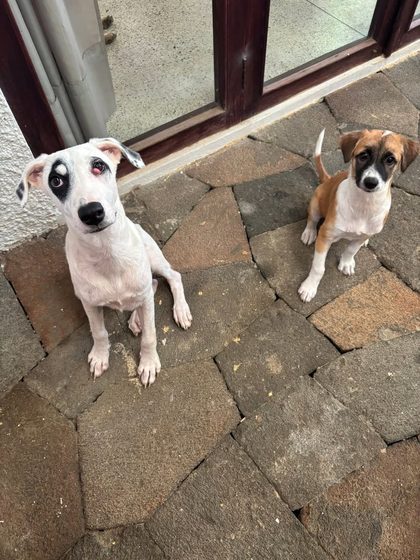 Tan and white puppy standing on a speckled floor indoors, tail raised