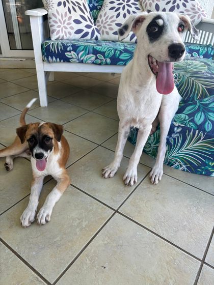 Two puppies on tile flooring, one lying down and one sitting, both with tongues out beside a patterned bench