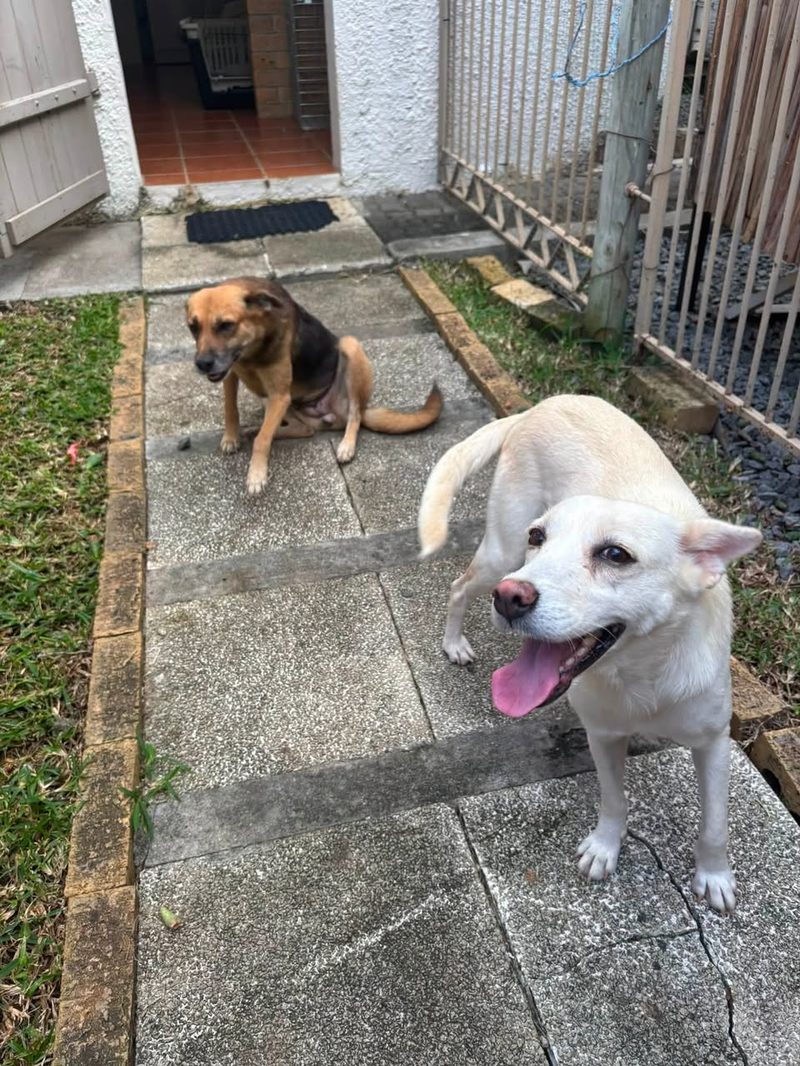 Two Small Girls Ready for a Loving Home