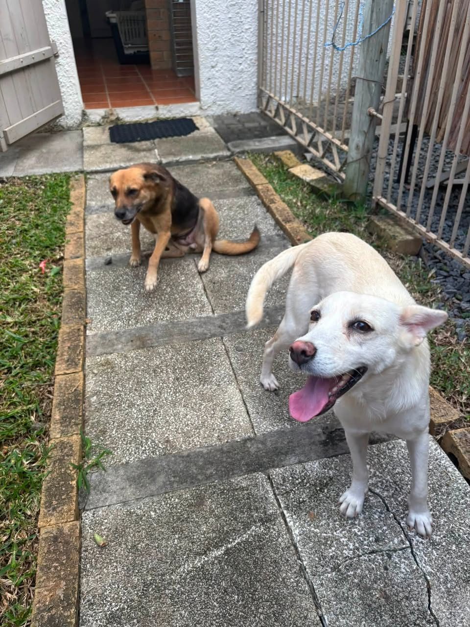 Two Small Girls Ready for a Loving Home