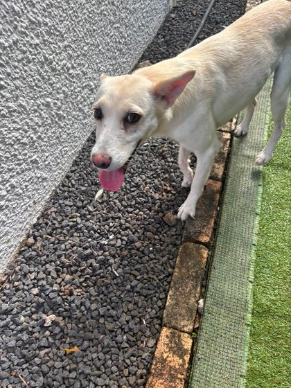 Two Small Girls Ready for a Loving Home