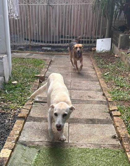 Two Small Girls Ready for a Loving Home