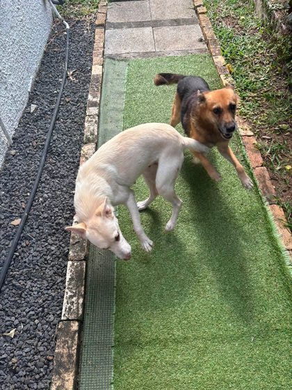 Two Small Girls Ready for a Loving Home