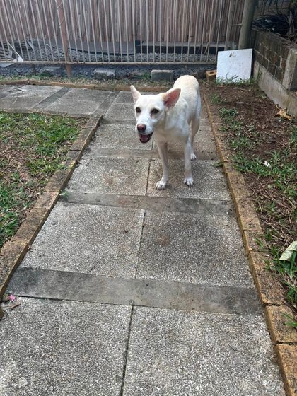 Two Small Girls Ready for a Loving Home
